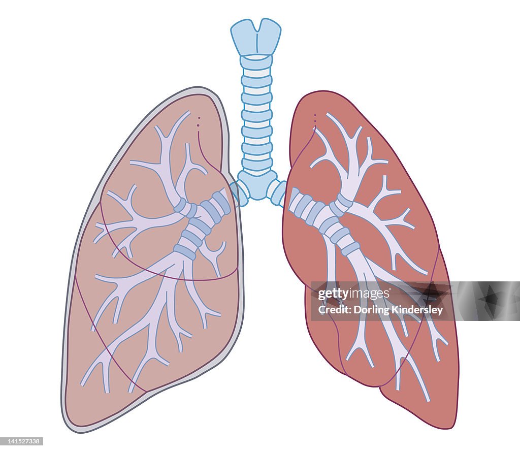 Cross section biomedical illustration of lungs connected to trachea