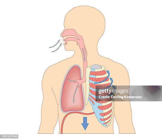 Inhale Rib Dysfunction Rib Cage Breathing Photos and Premium High Res Pictures - Getty Images