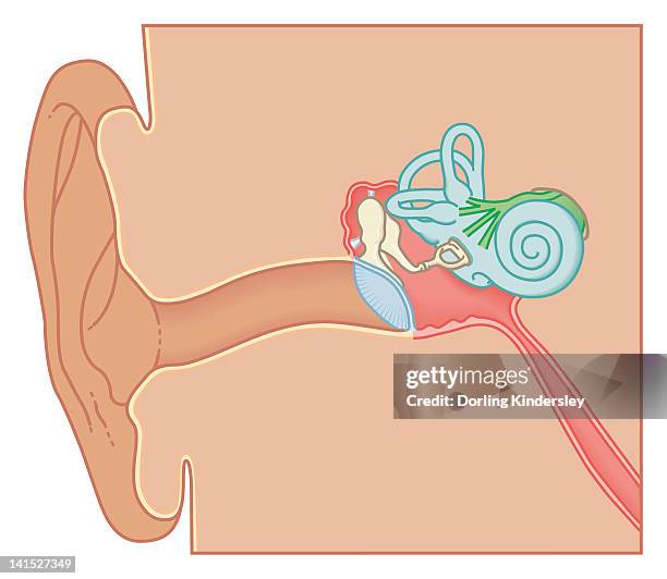 1 Ear Cross Section Biomedical Illustration Of The Anatomy Of The Ear High ...