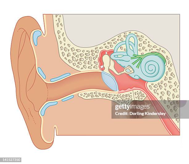 cross section biomedical illustration of the anatomy of the ear - cochlea stock illustrations