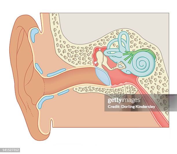 cross section biomedical illustration of human ear - steigbügel stock-grafiken, -clipart, -cartoons und -symbole