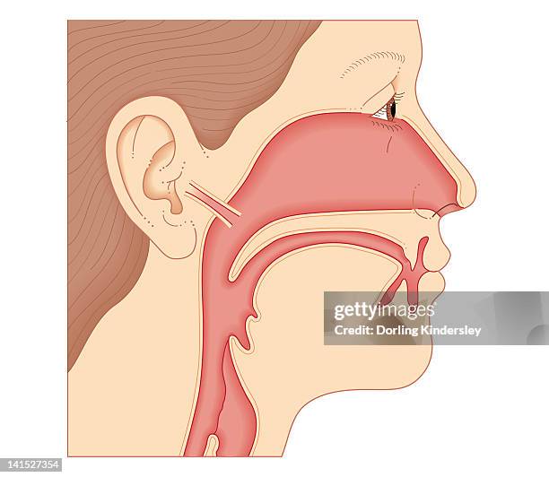 cross section biomedical illustration of link between the ear, nose and throat - pharynx stock illustrations