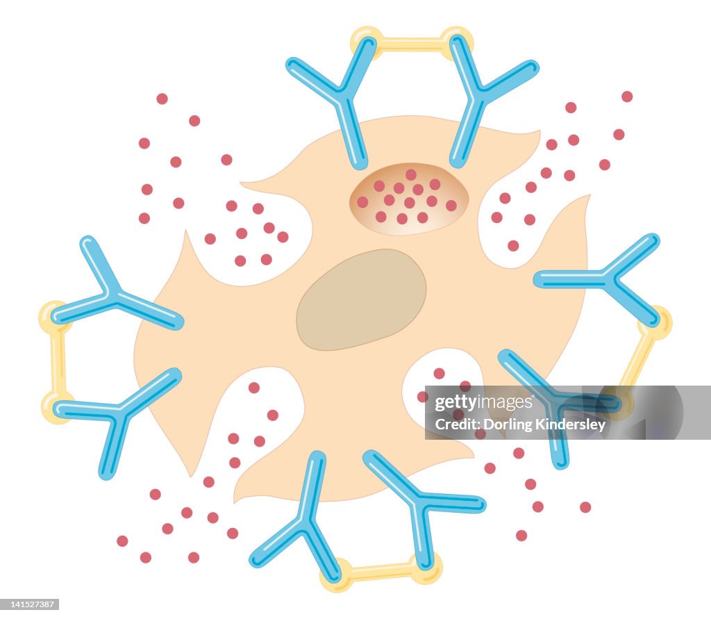 Cross section biomedical illustration of mast cell releasing histamine due to reaction with allergens