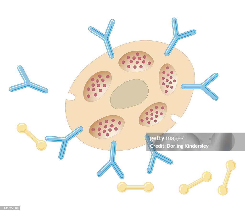 Cross section biomedical illustration of antibodies binding to mast cell after exposure to allergens