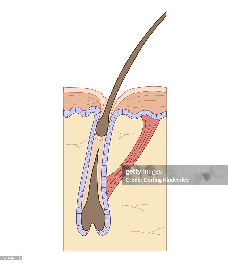 Cross section biomedical illustration of hair follicle during growth phase