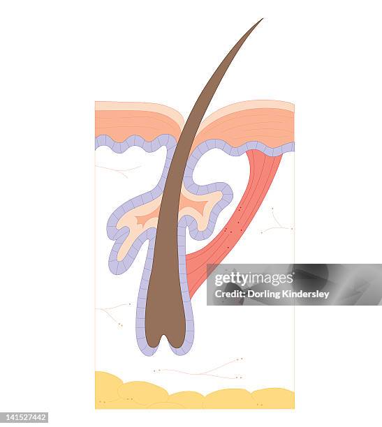 cross section biomedical illustration of hair follicle - dermis stock illustrations