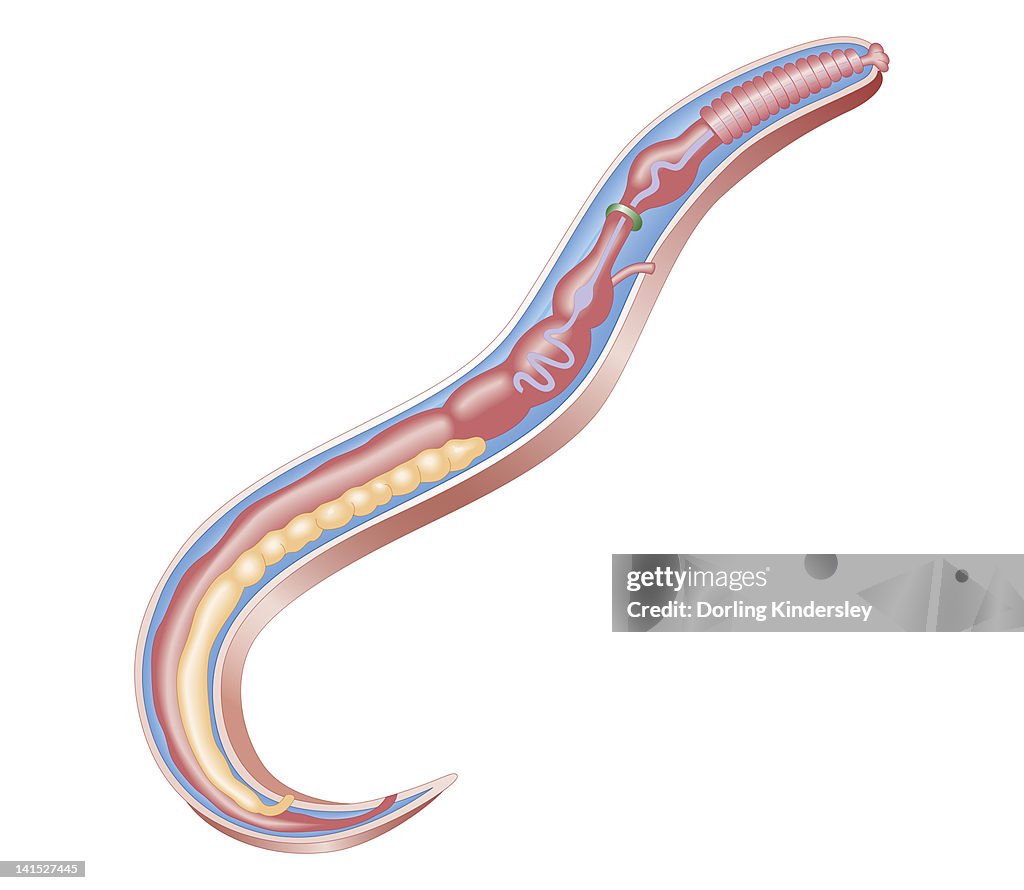 Triangular Roundworm Cross Section Biomedical Illustration Of Anatomy Of A Roundworm High ...