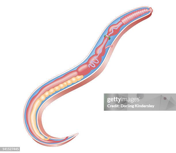 cross section biomedical illustration of anatomy of a roundworm (nematodes) - pharynx stock illustrations