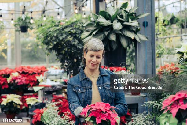 smiling mature female customer looking at poinsettia plant at garden center - denim store stock pictures, royalty-free photos & images