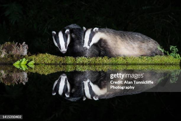 badgers at night - badger stock pictures, royalty-free photos & images