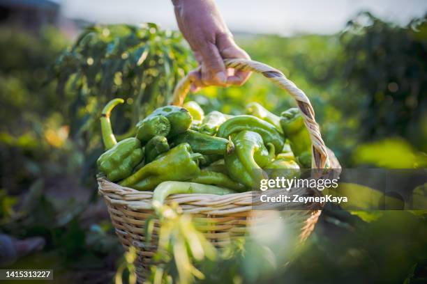 pimiento verde recién cosechado, productos de cosecha propia - pimiento verde fotografías e imágenes de stock