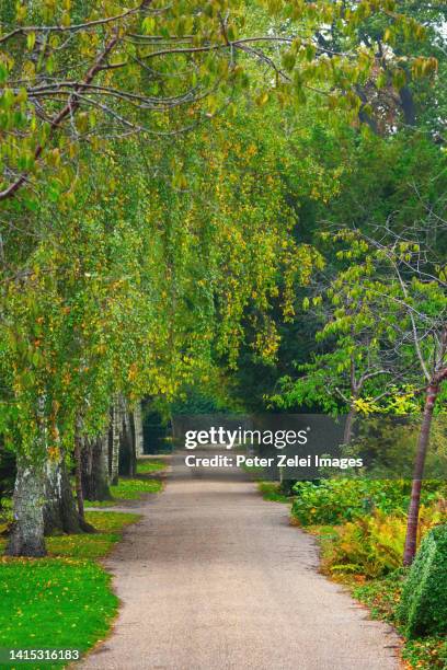 treelined footpath - copenhagen park stock pictures, royalty-free photos & images