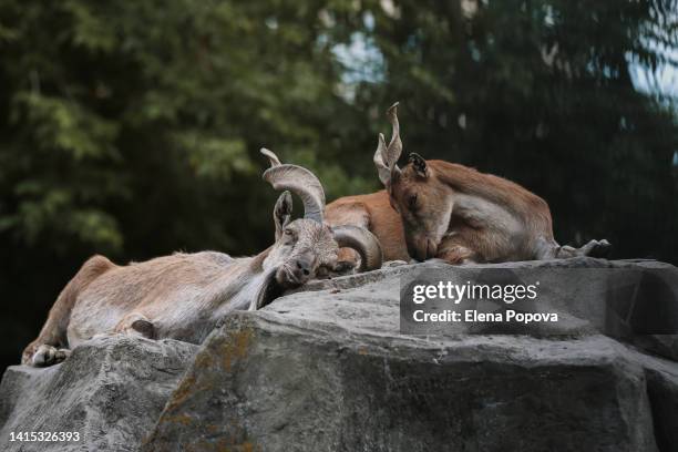 couple of turkmenian markhors lying down and relaxing on the rock against green trees - markhor stock-fotos und bilder