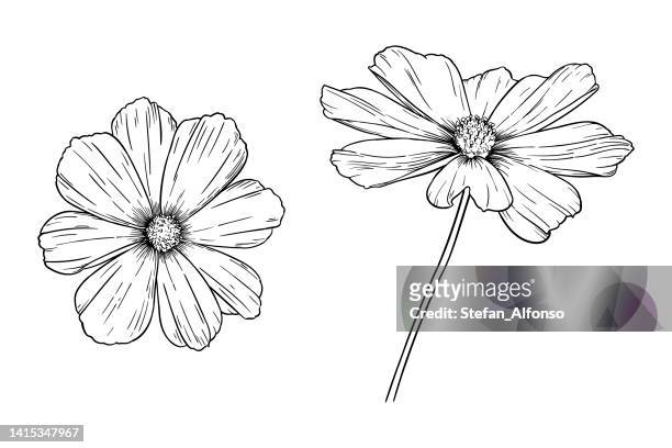 ilustraciones, imágenes clip art, dibujos animados e iconos de stock de dibujo vectorial de la flor del cosmos - cosmos flower