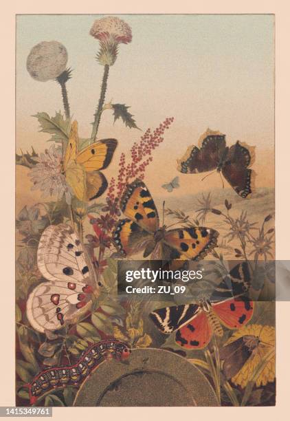 illustrations, cliparts, dessins animés et icônes de papillons dans un pré, chromolithographe, publié en 1881 - swallowtail butterfly