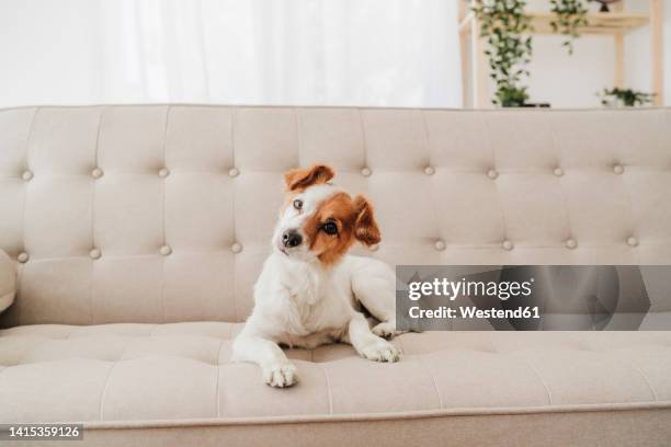 dog with head cocked sitting on sofa at home - hoofd schuin stockfoto's en -beelden