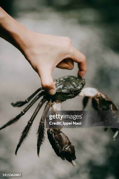 chinese mitten crab in hand - vangen stockfoto's en -beelden