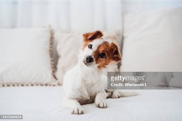 cute dog sitting on sofa at home - hoofd schuin stockfoto's en -beelden