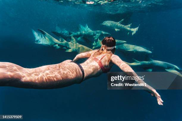 woman swimming with nurse sharks in sea - nurse shark stock pictures, royalty-free photos & images