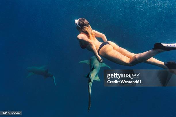 woman swimming with nurse sharks in deep blue sea - nurse shark stockfoto's en -beelden