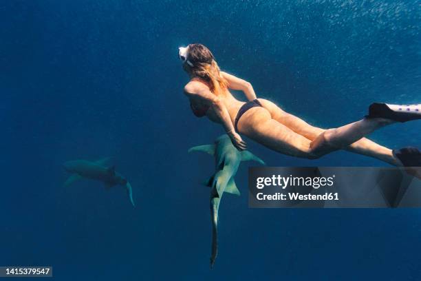 woman swimming with nurse sharks in deep blue sea - nurse shark stock pictures, royalty-free photos & images