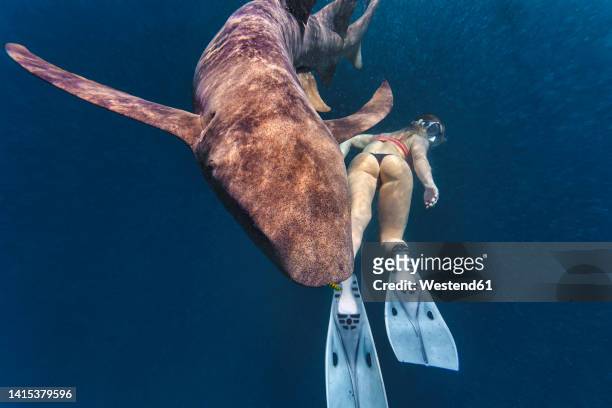 woman swimming by nurse shark in deep sea - nurse shark stockfoto's en -beelden