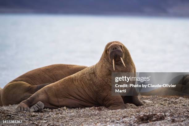 observation of a group of wild walruses - walrus fotografías e imágenes de stock