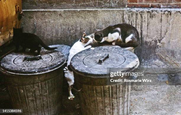 three stray cats on garbage bin - hiding rubbish stock-fotos und bilder