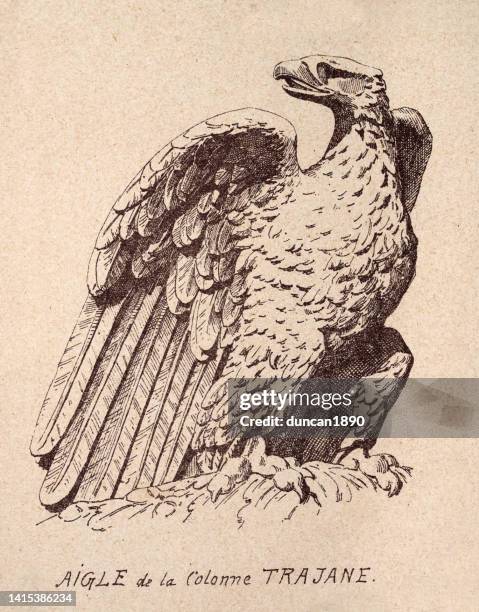 sketch of a roman eagle, after a statue on trajan's column, art print - aquila heliaca stock illustrations