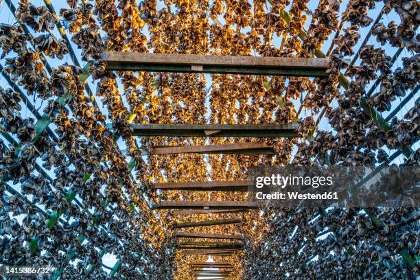Fish Rack Photograph 1,135 Fish Rack Stock Photos, High-Res Pictures, and Images - Getty Images