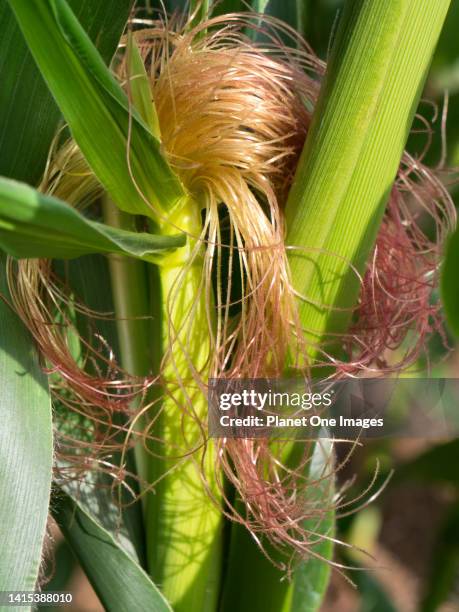 Female Inflorescence Maize Inflorescence Photos and Premium High Res Pictures - Getty Images