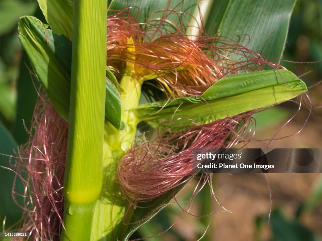 Female Inflorescence The Silk Female Inflorescence Of Maize Plants Seen In A Field In Radley ...