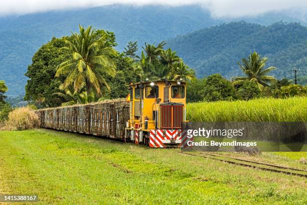 zuckerrohrtraining in tropischer landschaft mit plantage, palme, sanften hügeln & aktuellem regenwald - sugar cane field stock-fotos und bilder