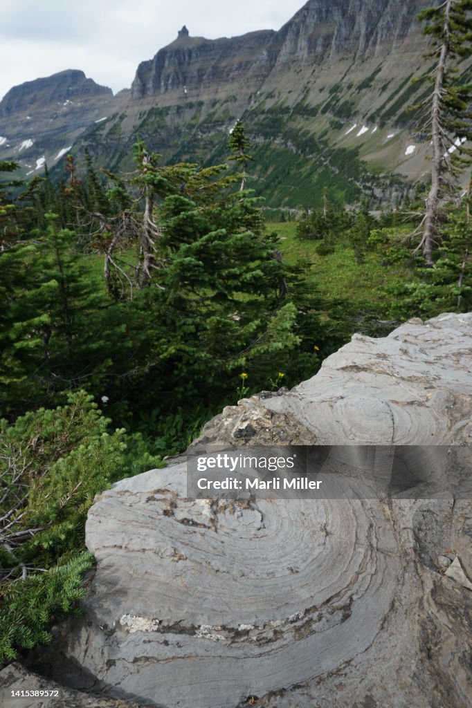 Proterozoic stromatolites, Snowslip Formation, Glacier National Park, Montana, USA