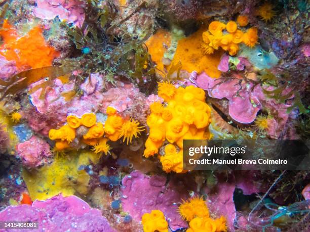 Coarl Rocks Coral Rocks Photos and Premium High Res Pictures - Getty Images