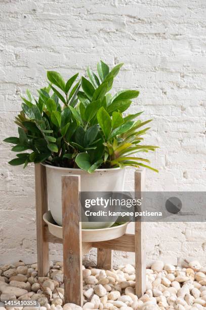 plants in white pot against painted brick wall - small garden stock pictures, royalty-free photos & images