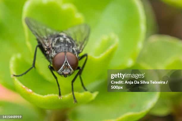 close-up of fly on leaf - cicala 個照片及圖片檔