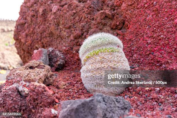 close-up of rock on sand,the cactus garden,spain - viaggio di nozze stock pictures, royalty-free photos & images