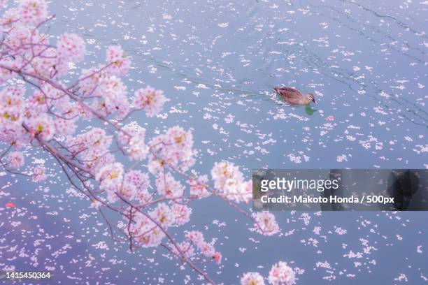 duck to swim the river cherry blossoms fill - wild cherry tree stock-fotos und bilder