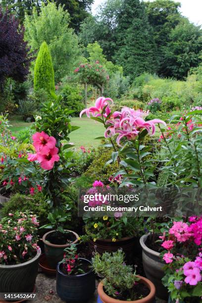 english domestic garden with pots of flowers on the patio. - white rose garden stock pictures, royalty-free photos & images