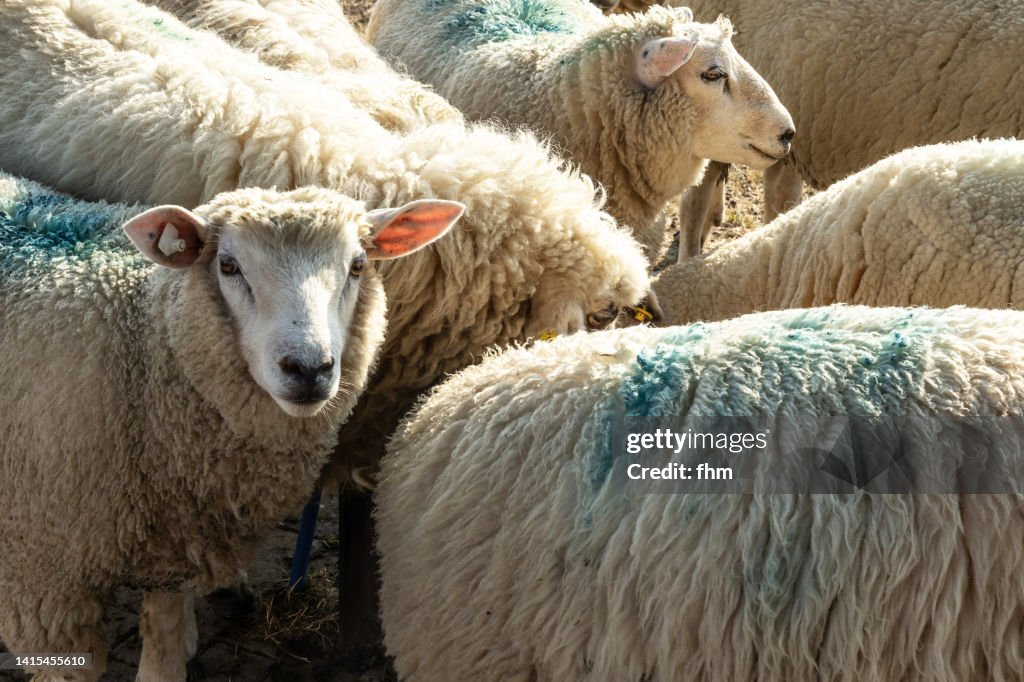 A sheep, looking to camera