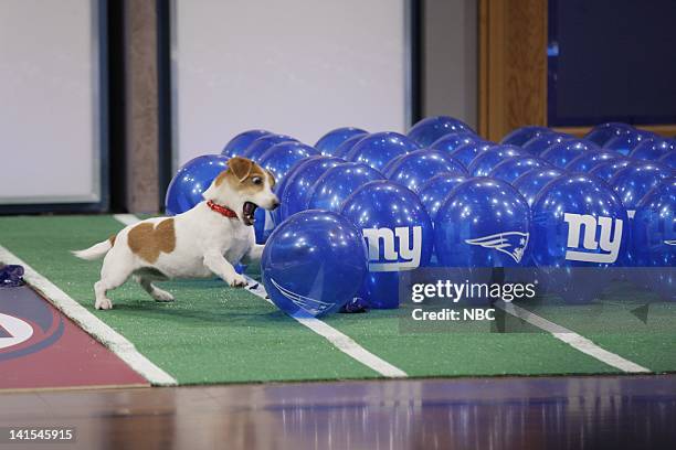 Episode 4191 -- Pictured: Anastasia the Balloon Popping Dog on February 3, 2012 -- Photo by: Stacie McChesney/NBC/NBCU Photo Bank