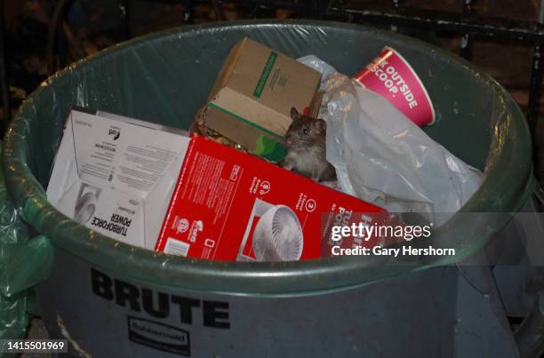 Rat sticks its head out of a garbage can as it hunts for food in Bogardus Plaza in Tribeca on August 17 in New York City.