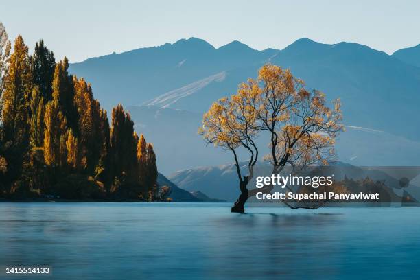 wanaka tree with smooth refletion lake, famous destination for traveler in wanaka, long exposure shot, new zealand - lake wanaka stock pictures, royalty-free photos & images