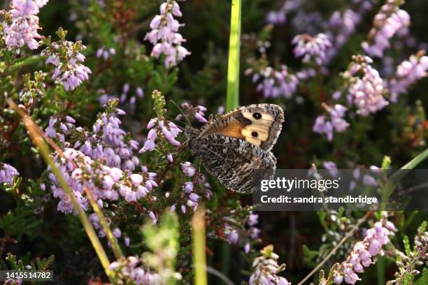 Hipparchia Semele Photos and Premium High Res Pictures Getty Images