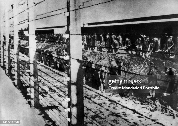 Behind an electric fence, prisoners of Auschwitz Concentration Camp digging a ditch. Auschwitz, 1940s