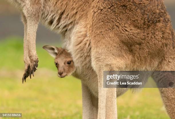 kangaroo joey - animal pouch stockfoto's en -beelden