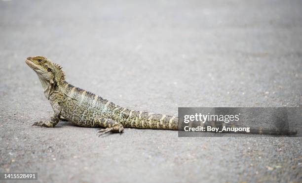 portrait of lizard crawling on the street. - lagarto imagens e fotografias de stock