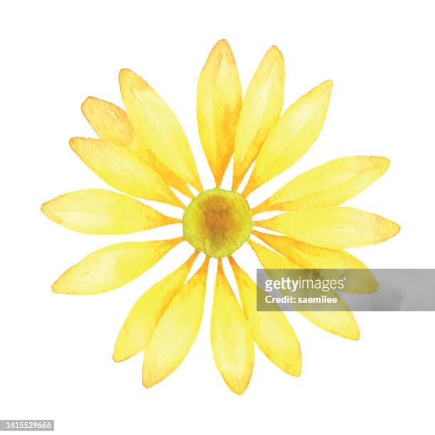 aquarell gelbe blume - gerbera daisy stock-grafiken, -clipart, -cartoons und -symbole