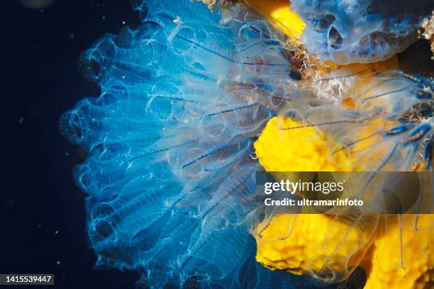 sea life salp e spugna del mar giallo dal punto di vista del subacqueo - corallo molle foto e immagini stock